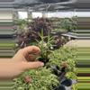 plant/Senecio fish hooks starter plant growers choice-6-thumbnail