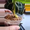plant/☆Rare☆ An. Splendidium 0205 ☆2 Day Shipping Upgrade mandatory-1-thumbnail
