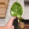 plant/Aurea variegated Philodendron White Knight Philodendron (quadricolor)-1-thumbnail