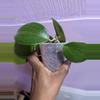 plant/Hoya merillii cuttings-1-thumbnail