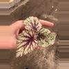 plant/Sri Lanka begonia starter plant growers choice-2-thumbnail