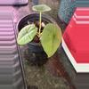 plant/Alocasia-0-thumbnail