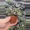 plant/Primulina sinovietnamica starter plant growers choice-2-thumbnail