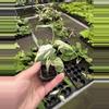 plant/Monstera Albo starter plant growers choice-6-thumbnail