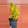 plant/Croton Gold Dust 8" pot-2-thumbnail