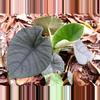 plant/Alocasia chaii starter plant growers choice-0-thumbnail