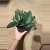 plant/Scindapsus Treubii Moonlight-0-thumbnail