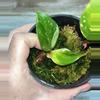 plant/2 leaf lightly rooted Quadricolor (aurea) variegated White Knight Philodendron-1-thumbnail
