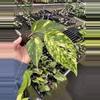 plant/Epipremnum pinnatum yellow flame starter plant growers choice-2-thumbnail