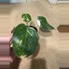 plant/White Wizard Philodendron-0-thumbnail