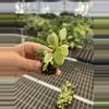 plant/Variegated dischidia oiantha starter plant growers choice-3-thumbnail