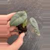 plant/Alocasia chaii starter plant growers choice-3-thumbnail