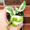 plant/Glacier Pothos-0-thumbnail