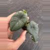 plant/Alocasia chaii starter plant growers choice-2-thumbnail