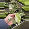 plant/Monstera Albo starter plant growers choice-1-thumbnail