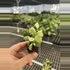 plant/Variegated dischidia oiantha starter plant growers choice-1-thumbnail