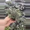 plant/Primulina sinovietnamica starter plant growers choice-6-thumbnail