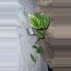 plant/Scindapsus pictus-0-thumbnail