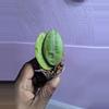 plant/Hoya eliptica splash-0-thumbnail