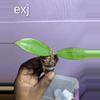 plant/Hoya erthria x Jennifer cutting-0-thumbnail
