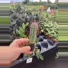 plant/Euphorbia ferox starter plant growers choice-5-thumbnail