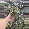 plant/Primulina sinovietnamica starter plant growers choice-7-thumbnail