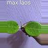 plant/Hoya sp mahaxay laos-0-thumbnail