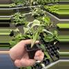 plant/Monstera Albo starter plant growers choice-7-thumbnail