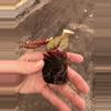 plant/Sri Lanka begonia starter plant growers choice-7-thumbnail