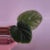 plant/☆Rare☆ An. Debile offset 0206 ☆2 Day Upgrade mandatory-0-thumbnail