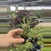 plant/Senecio fish hooks starter plant growers choice-5-thumbnail