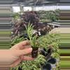plant/Senecio fish hooks starter plant growers choice-2-thumbnail