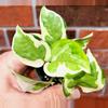 plant/Glacier Pothos-0-thumbnail