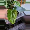 plant/☆RARE☆ An. Debile Wide sinus! ☆2-Day Shipping upgrade Mandatory-0-thumbnail