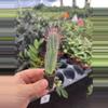 plant/Euphorbia ferox starter plant growers choice-2-thumbnail