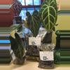 plant/Tree Fern Potting Mix - Large (32 oz)-1-thumbnail