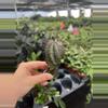 plant/euphorbia horrida noorsveldensis starter plant growers choice-1-thumbnail