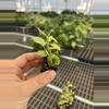 plant/Variegated dischidia oiantha starter plant growers choice-4-thumbnail