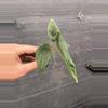 plant/Alocasia venusta starter plant growers choice-4-thumbnail