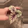 plant/Sri Lanka begonia starter plant growers choice-3-thumbnail