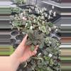 plant/Primulina sinovietnamica starter plant growers choice-3-thumbnail