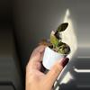 plant/Hoya Walliniana Sunstressed (Fresh Cut)-2-thumbnail