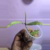 plant/Hoya poonsak cuttings-0-thumbnail