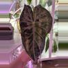 plant/Alocasia Pink Naroibi / CORM (has produced stunning babies!) Mama NFS-0-thumbnail