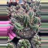 plant/Euphorbia ferox starter plant growers choice-0-thumbnail