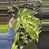 plant/Epipremnum pinnatum yellow flame starter plant growers choice-1-thumbnail