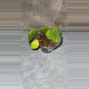 plant/Lemon lime Philo-0-thumbnail