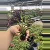 plant/Senecio fish hooks starter plant growers choice-1-thumbnail