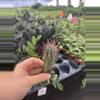 plant/Euphorbia ferox starter plant growers choice-4-thumbnail