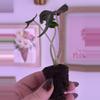 plant/Alocasia Venom - ships in plug-1-thumbnail